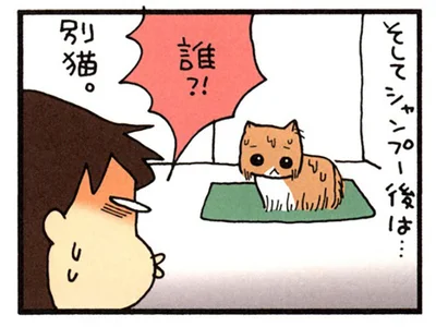 シャンプー後は…別猫