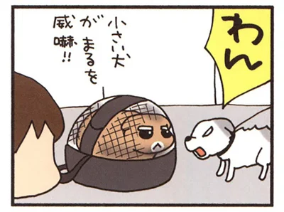小さい犬がまるを威嚇！