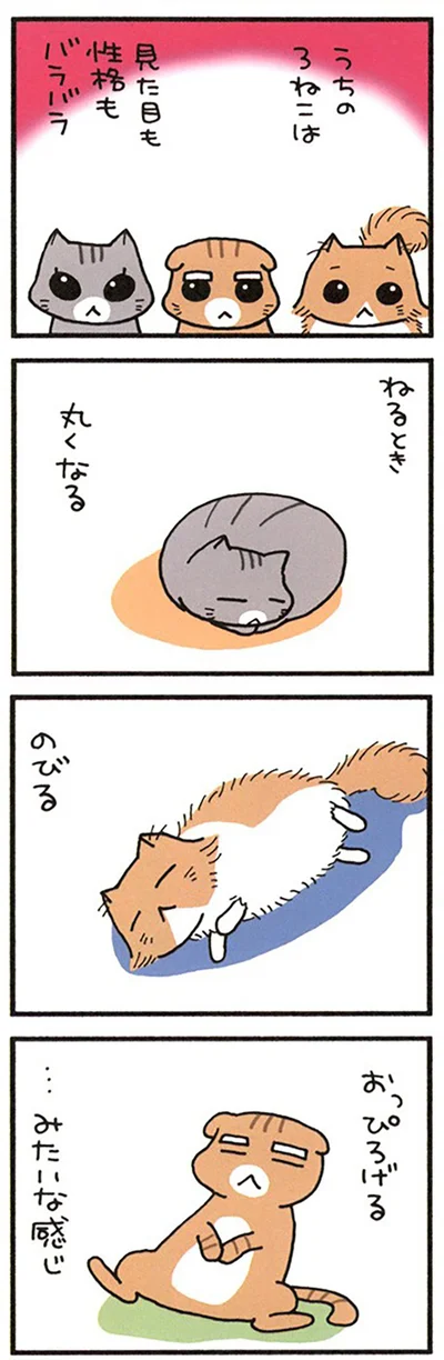 うちの3ねこ