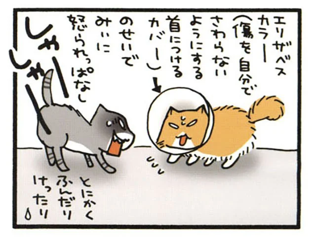 同居ねこからシャーシャー!? 病院からエリザベスカラーをつけて帰ったねこの悲劇／うちの3ねこ（15）