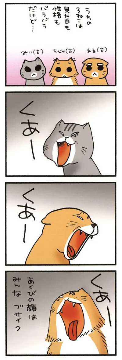 うちの3ねこ