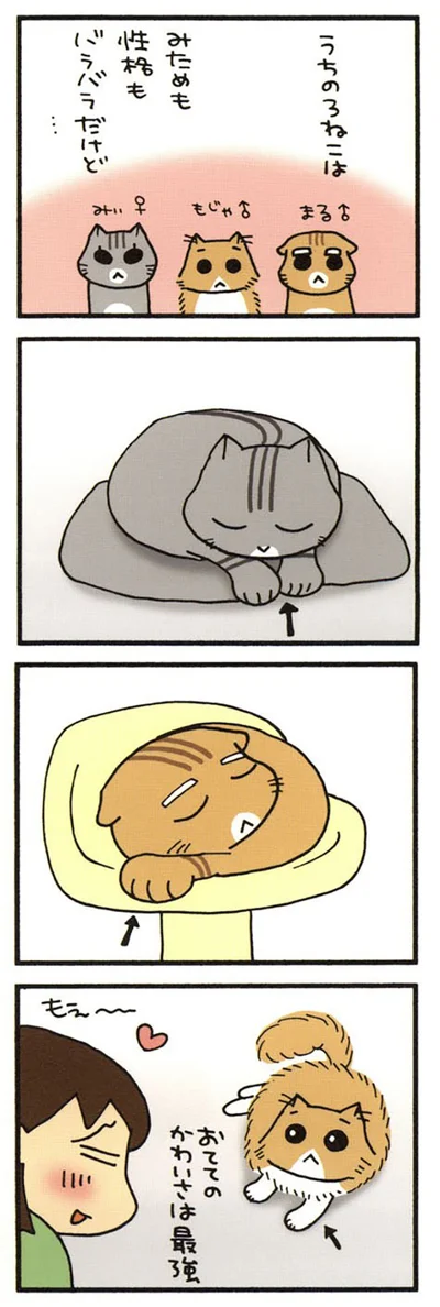 うちの3ねこ