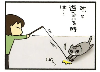 ねこじゃらしで遊ぶときは要注意