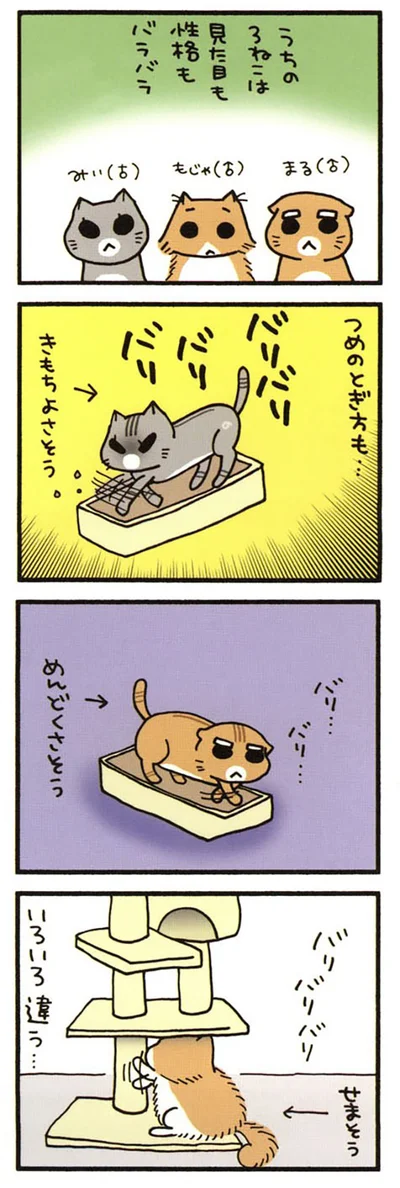 うちの3ねこ