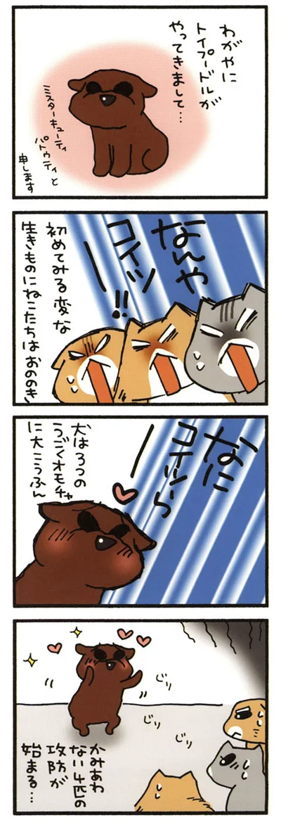 犬がきた