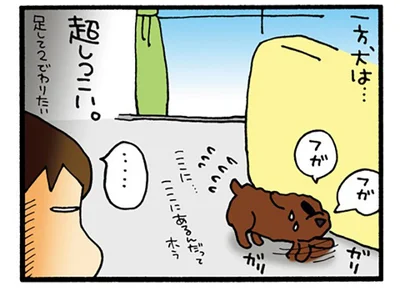 ねこと犬の行動の違い
