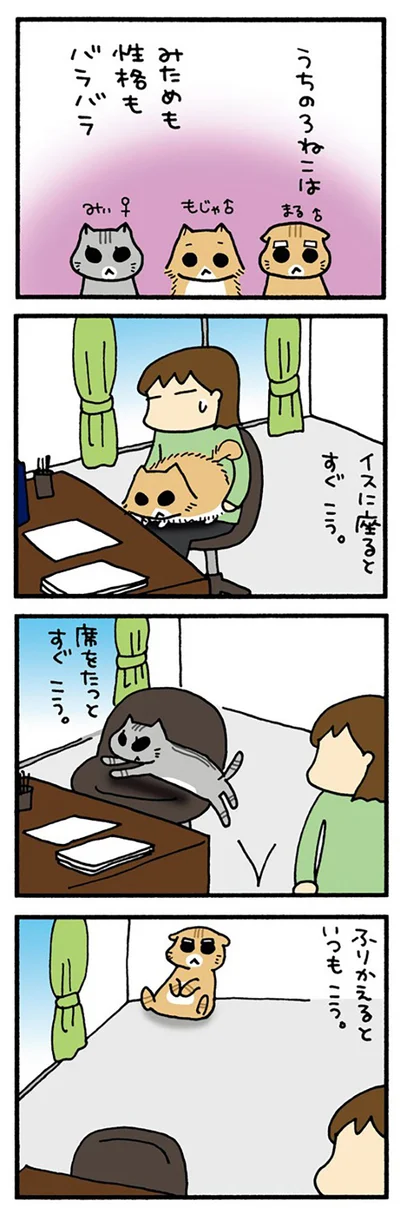 うちの3ねこ