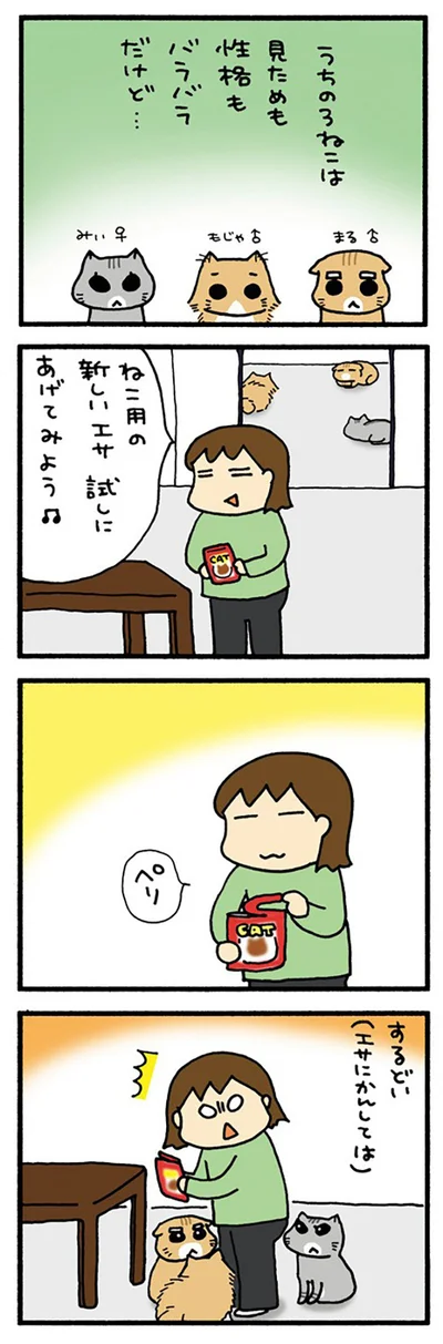 うちの3ねこ