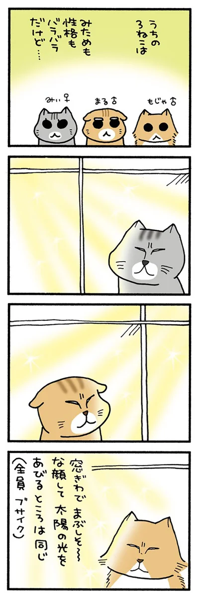 うちの3ねこ