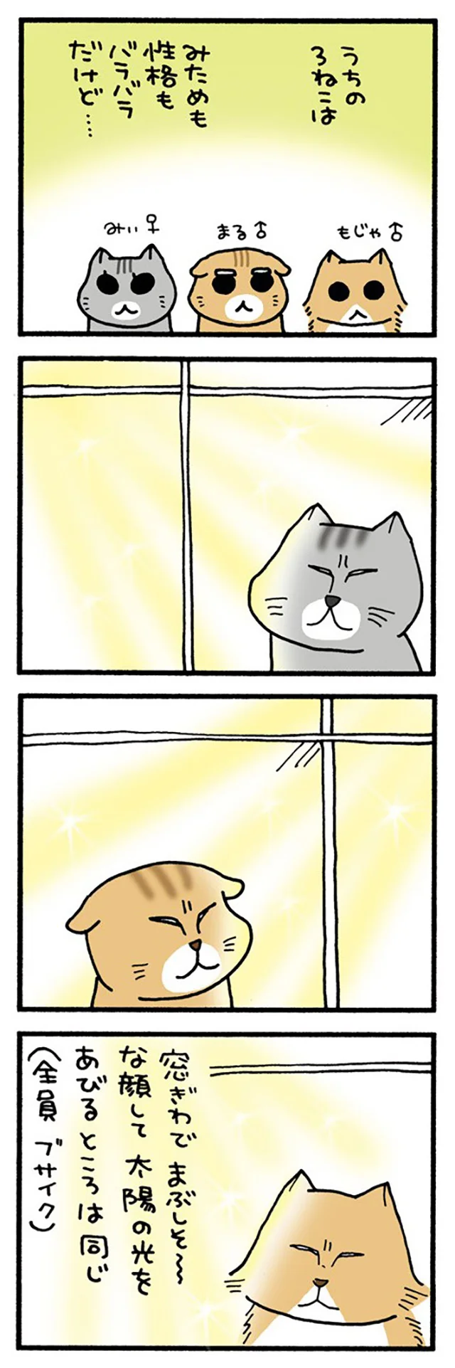 うちの3ねこ