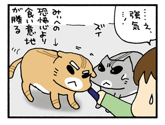 ねこの食い意地がスゴイ！ おやつを食べるときだけは仲間にも超強気／うちの3ねこ（33）