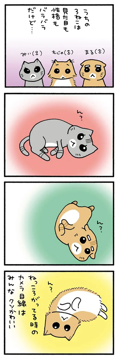うちの3ねこ