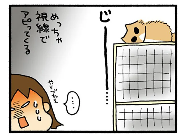 自分でケージに登ったのに!? 毎回「降ろせ」と飼い主さんに要求するねこ／うちの3ねこ（36）