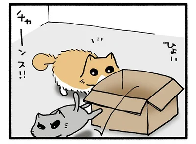 段ボールに入るチャンス！