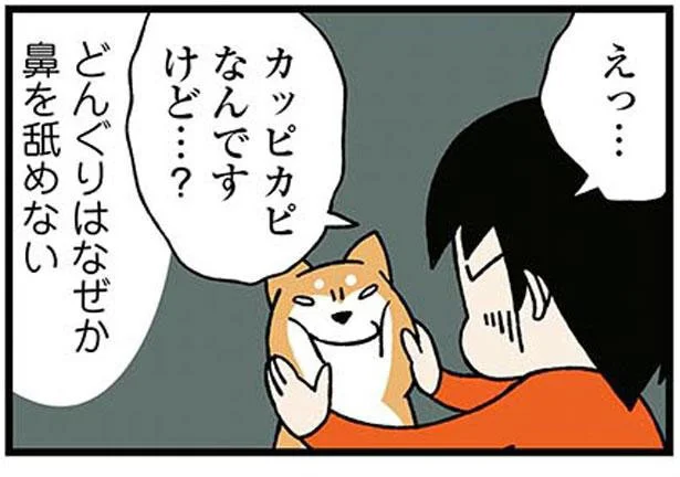 「お鼻ぬらしておこう」カピカピ鼻の柴犬にぬれ布巾を近づけたら／ドヤ顔柴犬どんぐり（2）