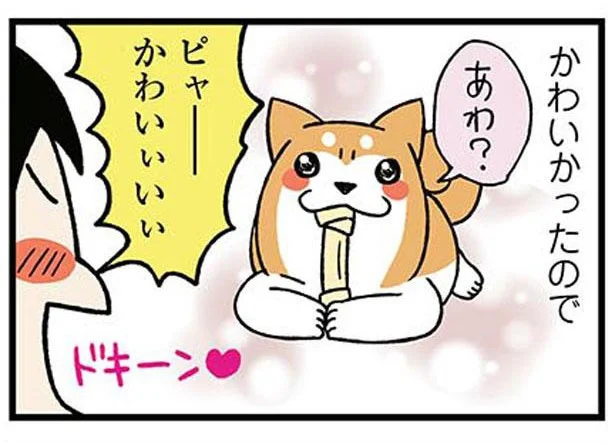 「写真とらねば！」柴犬のシャッターチャンス到来！かと思いきや／ドヤ顔柴犬どんぐり（3）