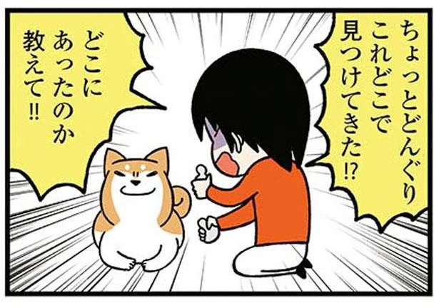 「どこにあったのか教えてー！」柴犬がくわえていた飼い主のコレクション／ドヤ顔柴犬どんぐり（4）