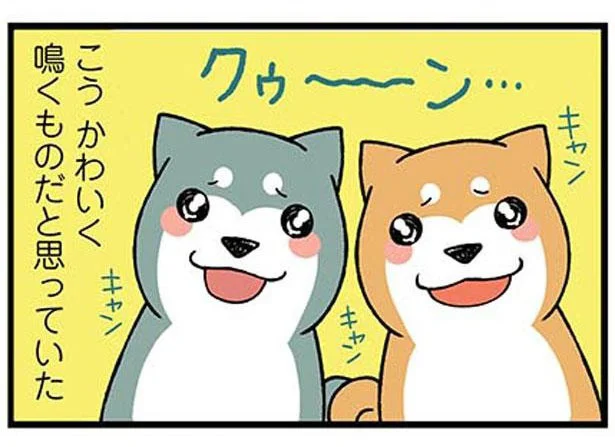 想像していたイメージと全然ちがう！思わずずっこけた子犬の鳴き声／ドヤ顔柴犬どんぐり（6）