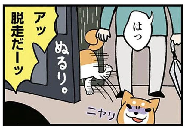 あまりのはしゃぎっぷりに飼い主ドン引き？雨の日の柴犬脱走劇／ドヤ顔柴犬どんぐり（10）