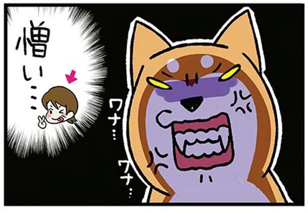 留守番役に柴犬がご立腹？母への仕返しが地味にひどい！／ドヤ顔柴犬どんぐり（11）