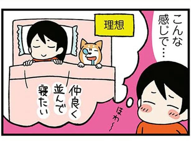 飼い主の安眠はほど遠い？柴犬のクセが強い就寝スタイル／ドヤ顔柴犬どんぐり（12）