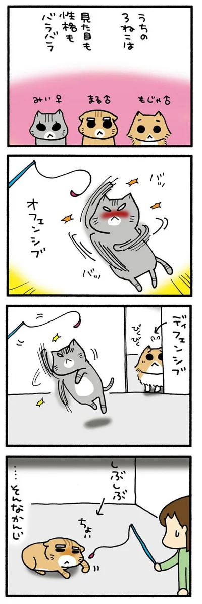 うちの3ねこ