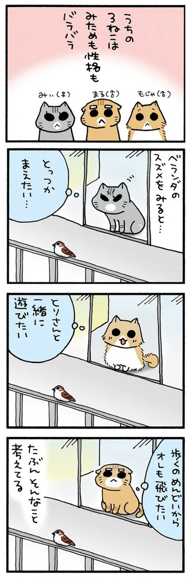 うちの3ねこ