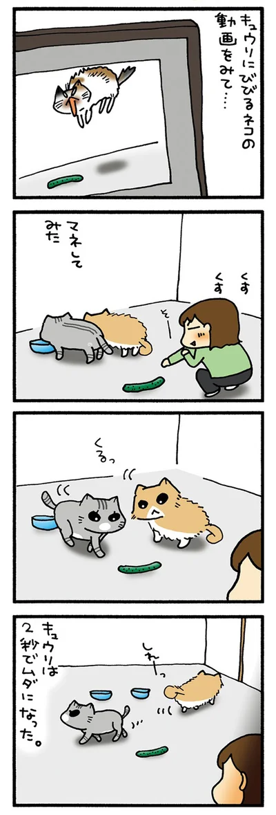 ねこときゅうり　わが家の場合