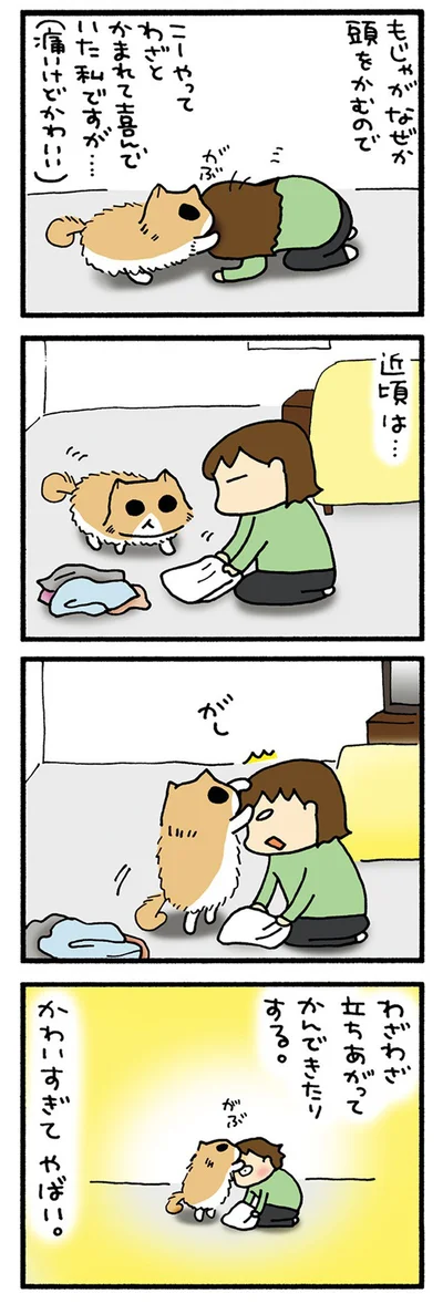かむもじゃ