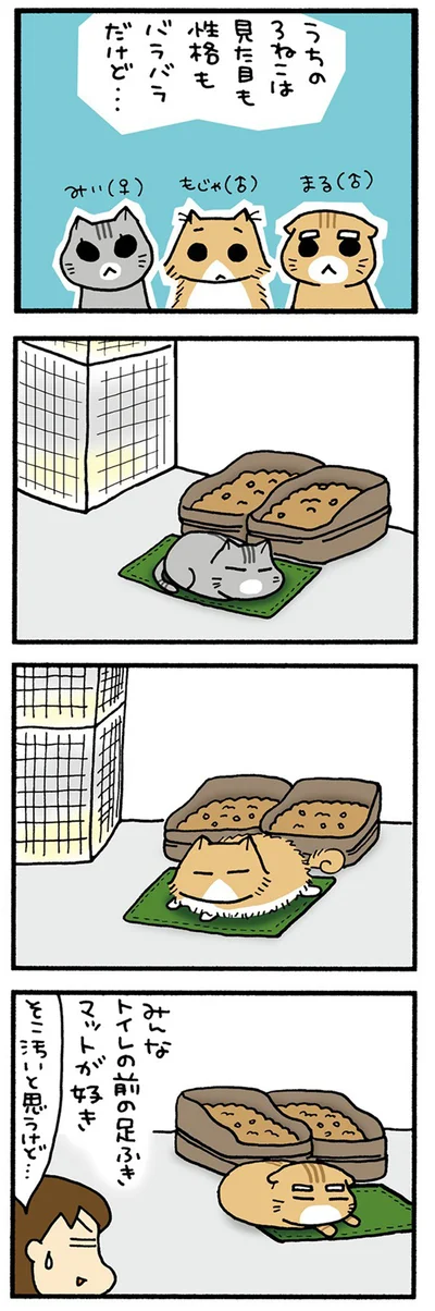 うちの3ねこ