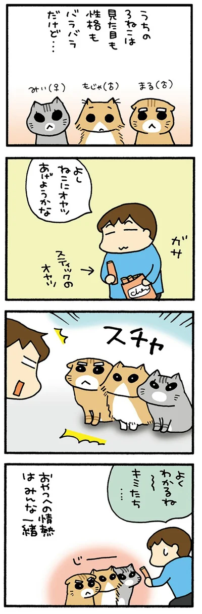 うちの3ねこ