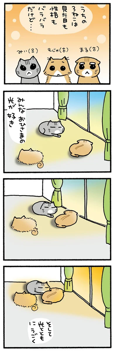 うちの3ねこ