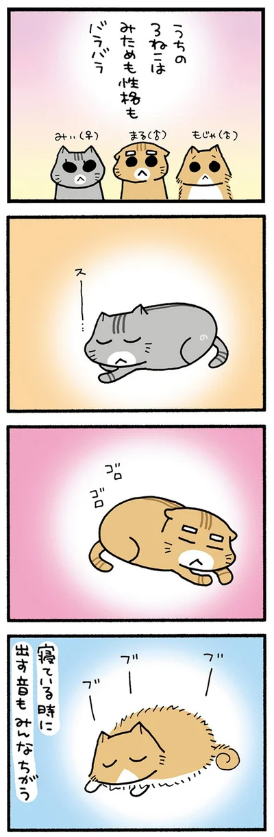 うちの3ねこ