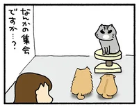 何かの集会ですか!? 3匹のねこに低めのキャットタワーを購入したら／うちの3ねこ（56）