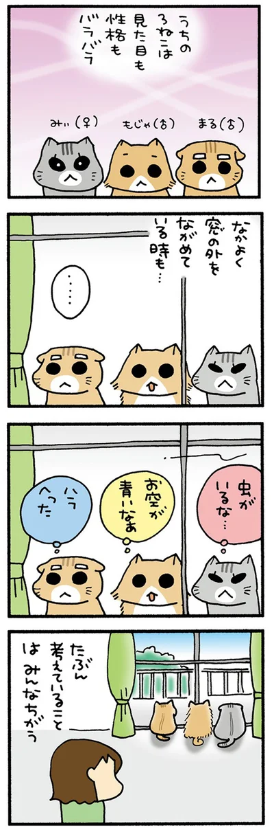 うちの3ねこ