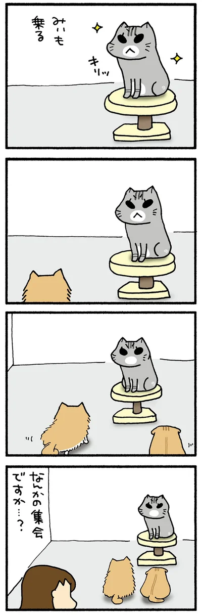 集まる3ねこ