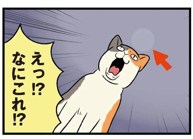 宇宙からの猫って？柴犬どんぐりの元にやってきた不思議な子猫／うちう猫と柴犬（1）
