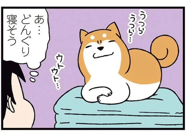 寝ていいんだよ？睡魔とたたかう柴犬がちょっと人間ぽい／ドヤ顔柴犬どんぐり2（2）