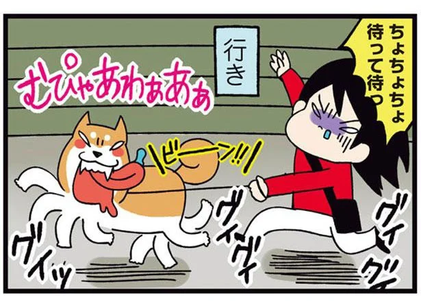 帰りは別人のよう!?飼い主をグイグイ引っ張る全力散歩に出かけた柴犬／ドヤ顔柴犬どんぐり2（6）