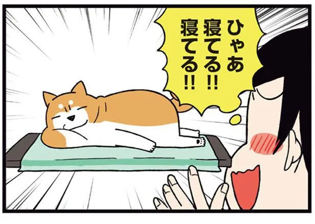 ひんやりマットで暑さ対策！柴犬もお気に召した？かと思いきや／ドヤ顔柴犬どんぐり2（8）