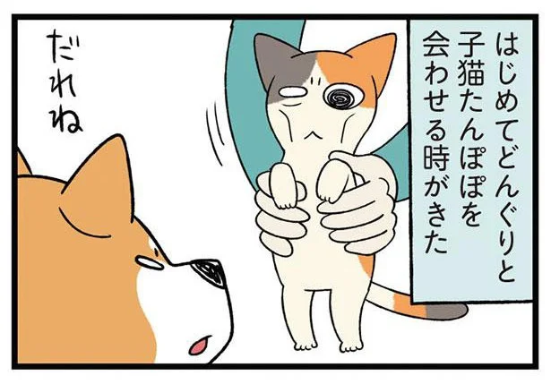 はじめてどんぐりと子猫たんぽぽを会わせる時がきた