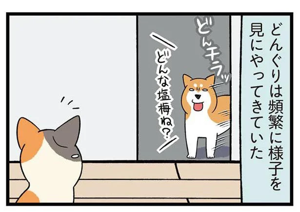 廊下を歩く犬猫2匹。新入り子猫の探検に優しく付き添う先住犬／うちう猫と柴犬（3）