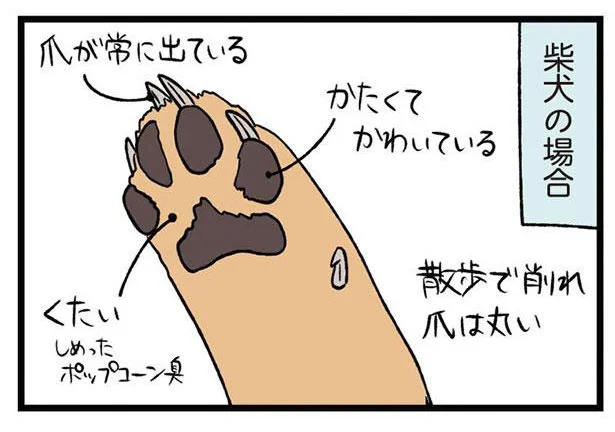 柴犬と三毛猫でこんなに違う！肉球のひみつをご紹介／うちう猫と柴犬（4）