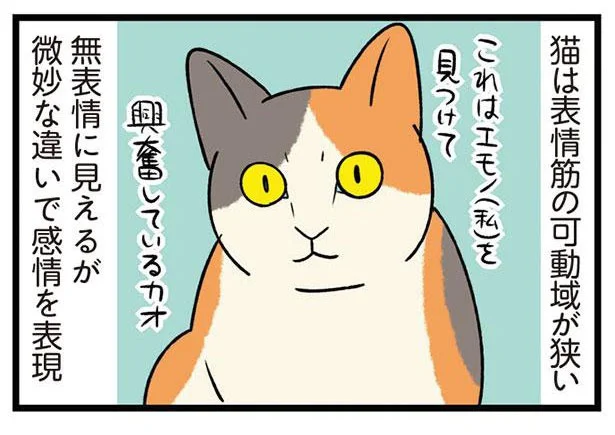 どっちも可愛すぎる！わかりやすい犬と観察しがいのある猫／うちう猫と柴犬（5）