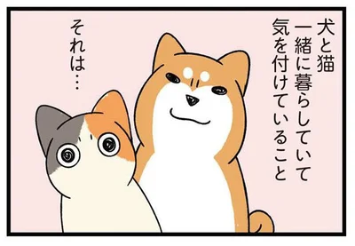 犬と猫。一緒に暮らしていて気を付けていること。それは...