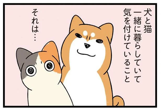 犬と猫。一緒に暮らしていて気を付けていること。それは...