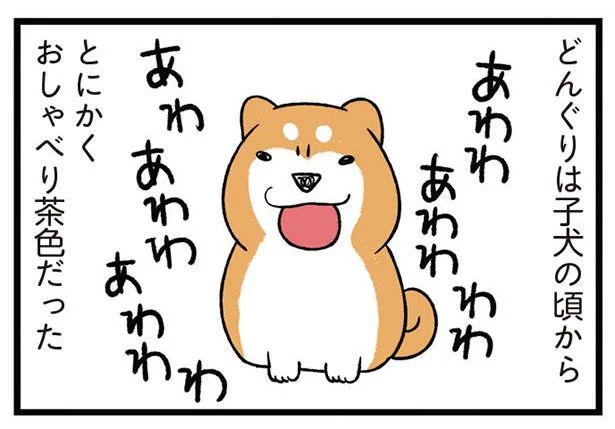 意外な共通点が？飼い主泣かせな子犬と子猫の習性／うちう猫と柴犬（8）