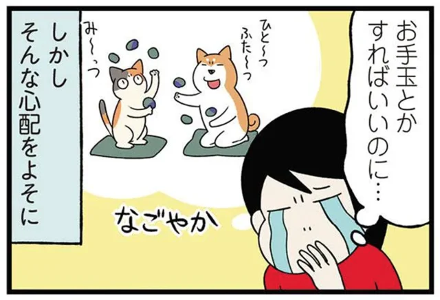 お手玉とかすればいいのに。激しい遊びを繰り広げる犬猫に飼い主ヒヤヒヤ！／うちう猫と柴犬（9）