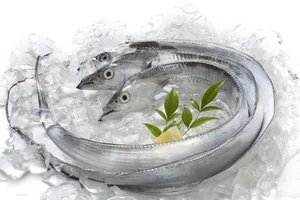紀伊水道の恵み「太刀魚（たちうお）」の濃厚なうま味を堪能！【夏におすすめの太刀魚レシピつき】