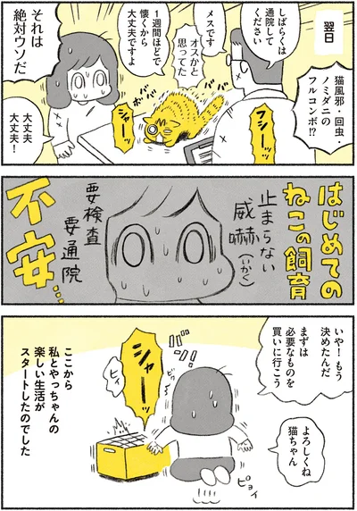 はじめての猫の飼育、不安…